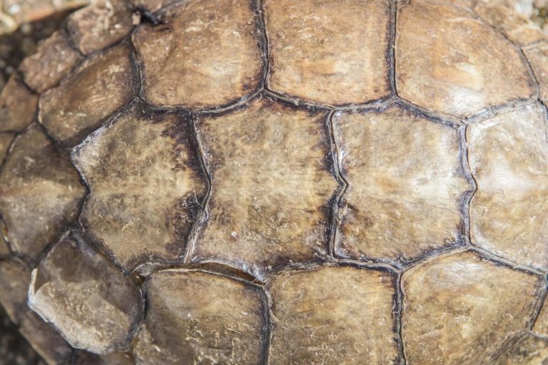 turtle shell rot