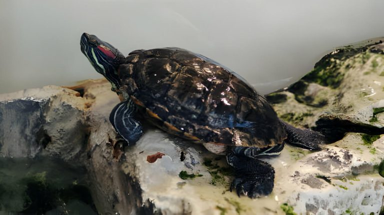 what temperature should a turtle tank be
