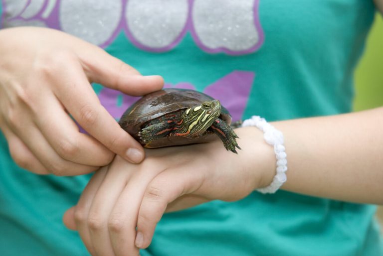 what to do if my turtle is bleeding