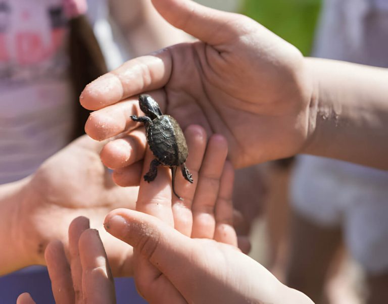 what to do when you first get a turtle