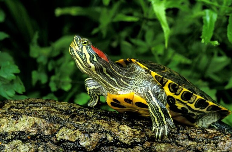 what turtles can live with red-eared sliders