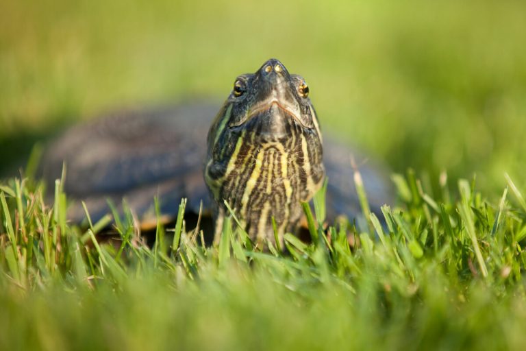 why do red eared sliders hiss