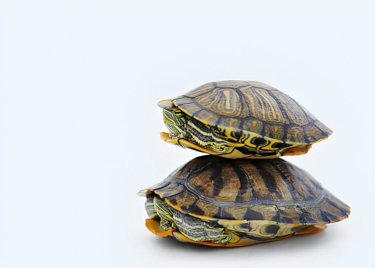 why do turtles pile on top of each other