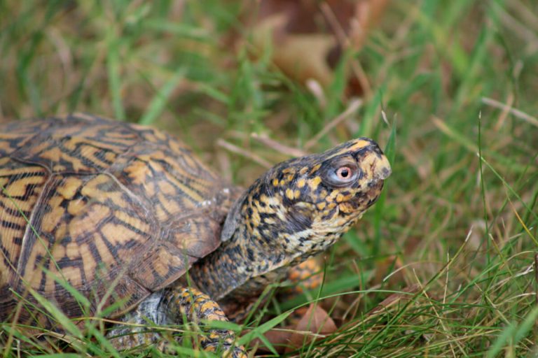 why is a box turtle not a tortoise
