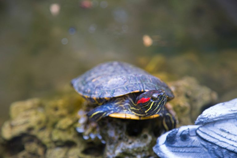 why is my red eared slider blowing bubbles