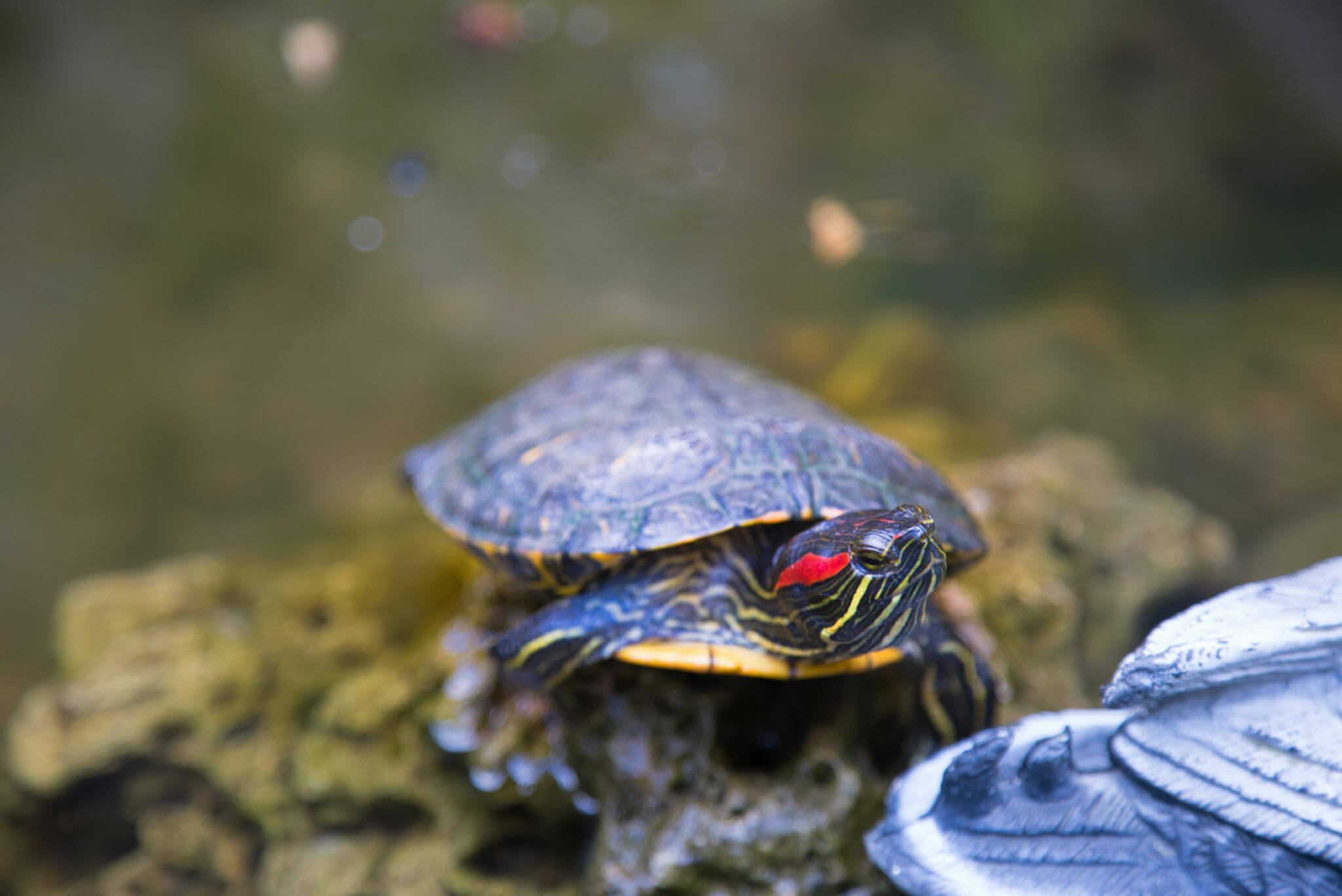 why is my red eared slider blowing bubbles