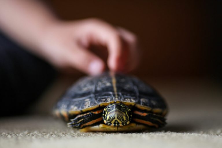 why is my red eared slider turtle not growing