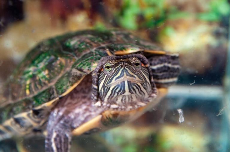 why is my turtle foaming at the mouth