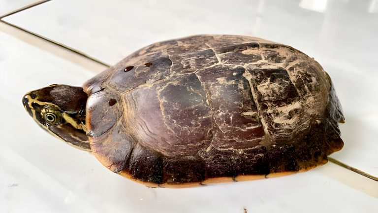 why is my turtles shell losing color