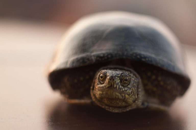 are turtles scared of loud noises