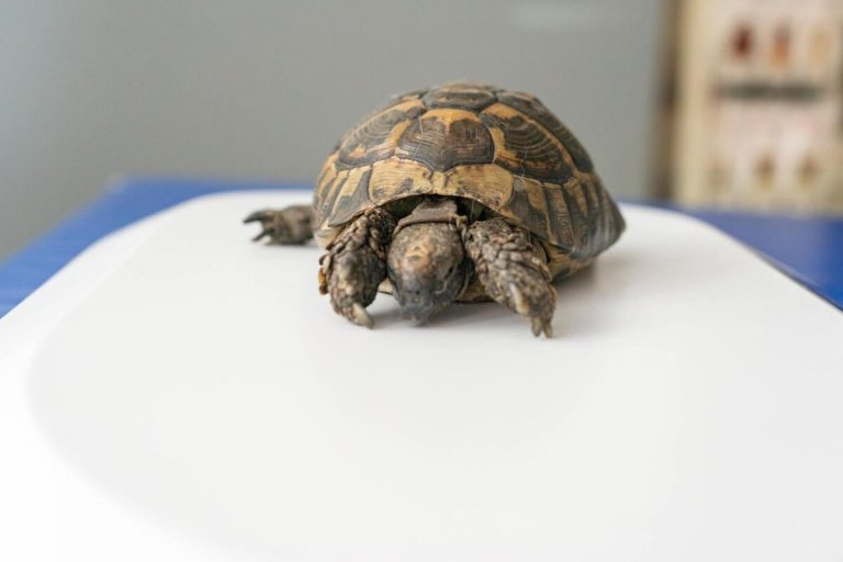 can a turtle be in a coma