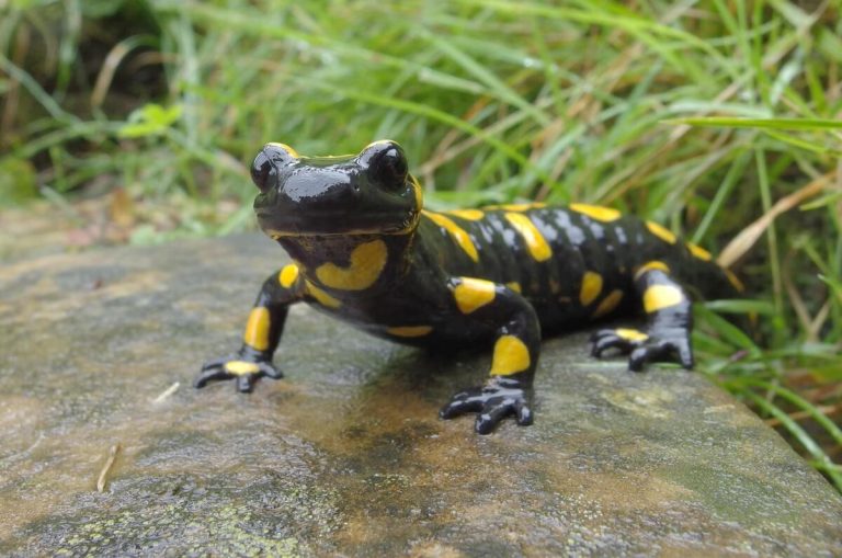 can turtles and salamanders live together