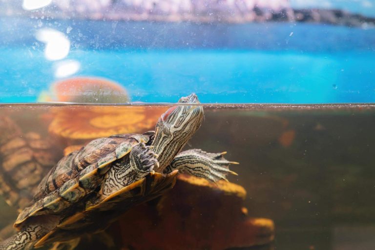 do turtle tanks need to be cycled
