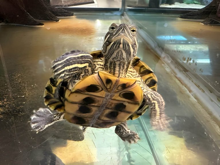 do turtles like mirrors