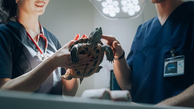 do turtles like their heads rubbed