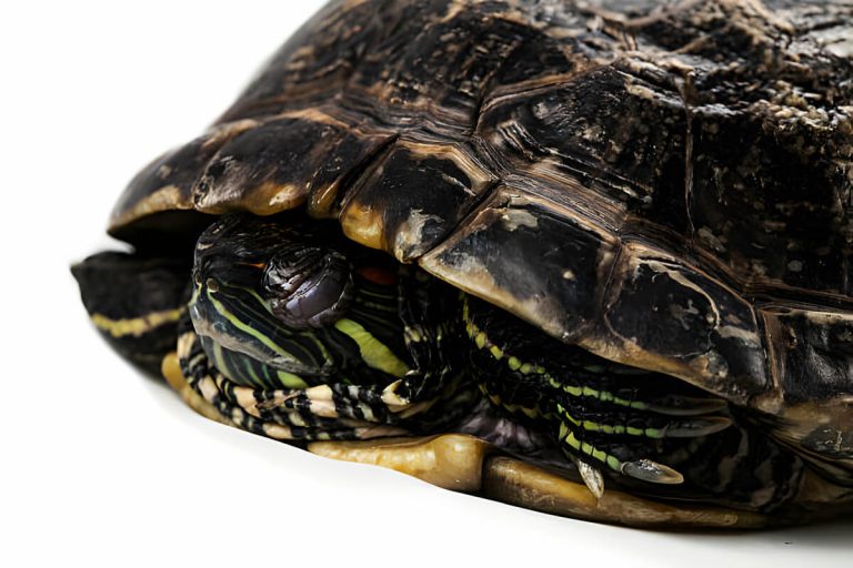 do turtles sleep with their head out