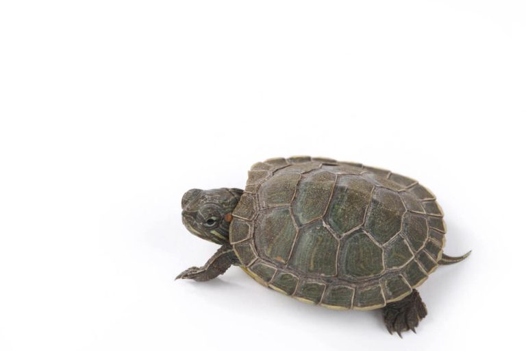how can you tell how old a turtle is