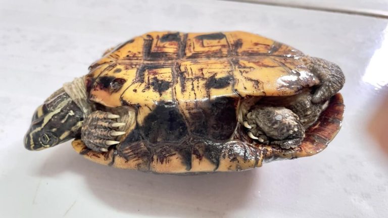 how do I know if my turtle is unhealthy