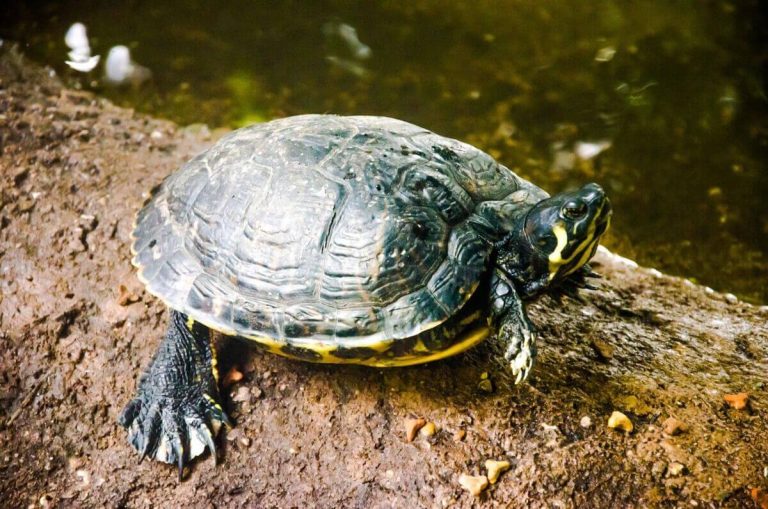 how do you clean turtle urine