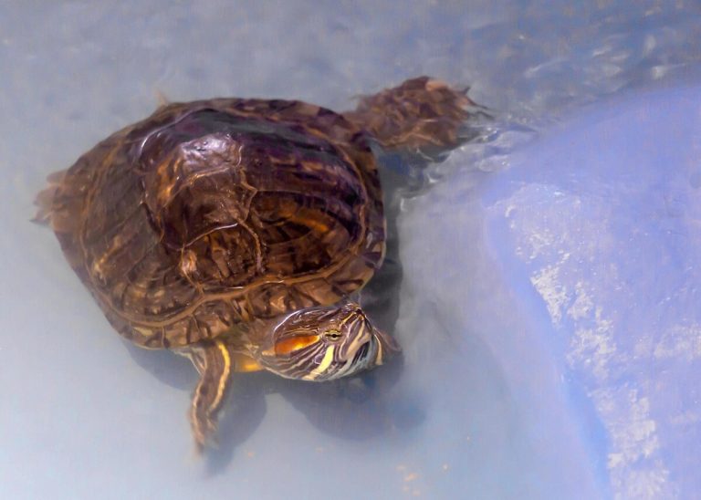 how to clean a turtle shell