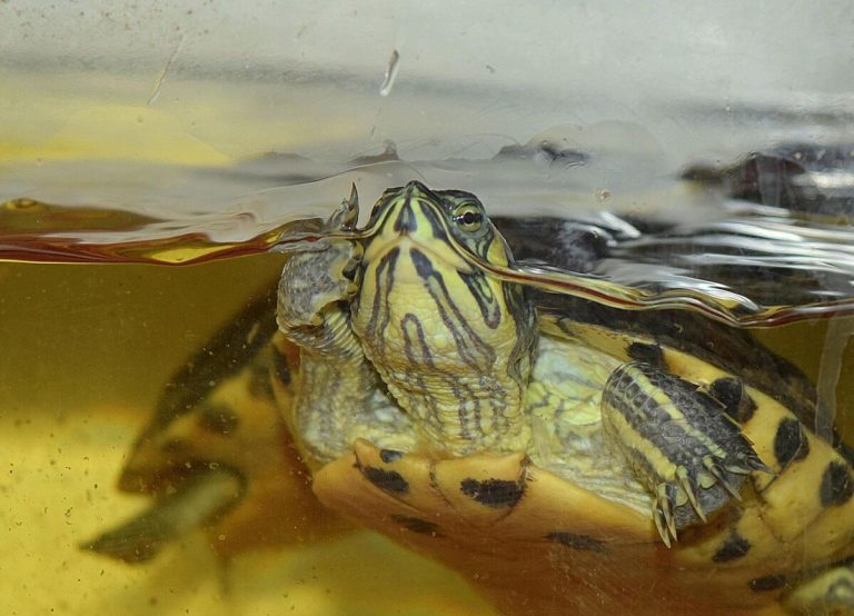 how to clean a turtle tank with vinegar