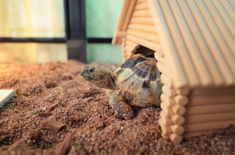 land turtles vs. water turtles as pets
