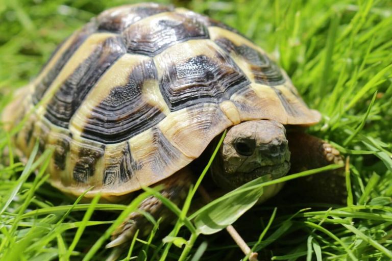 what to do if a turtle nests in your yard