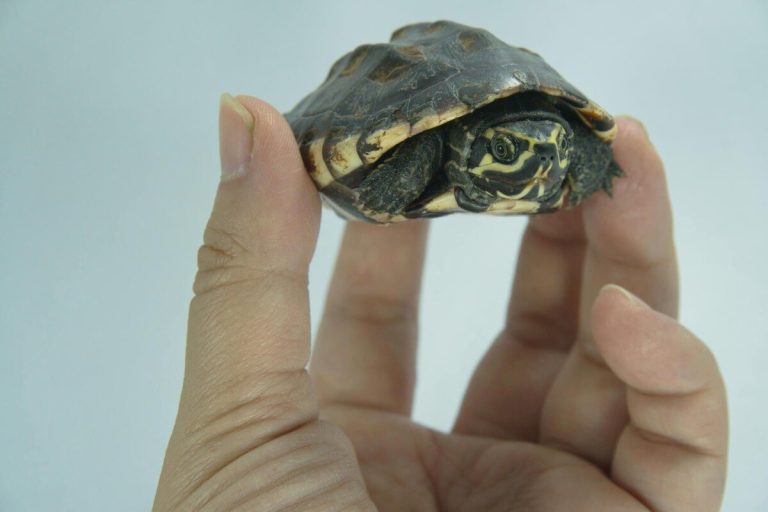 where can I take my unwanted turtle