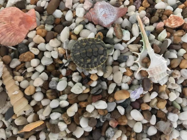 why is my turtle eating rocks
