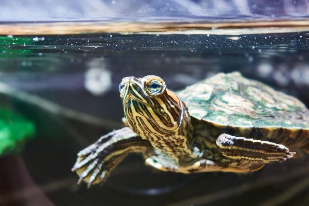 Why Is My Turtle Peeing White? - Turtle Pet Guide