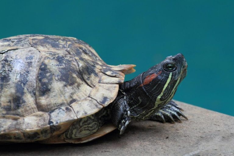 why is my turtle rubbing his eyes