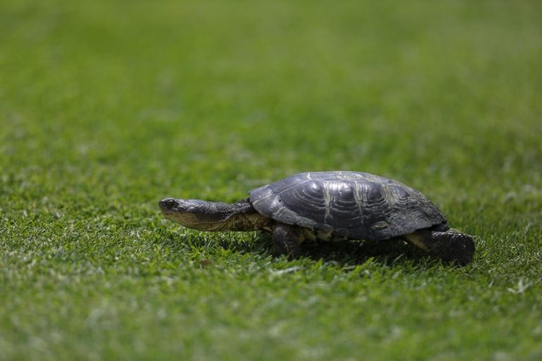 are turtles born with shells
