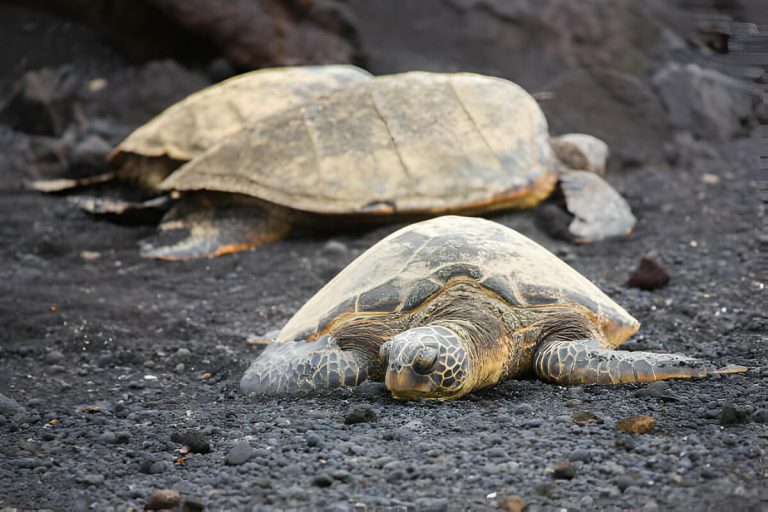 do turtles dream